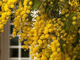 Ecco la mia versione con un ripieno all'ananas e una decorazione con lingue di gatto. 8 Marzo 2021 Il Programma Delle Iniziative Del Comune Di San Possidonio Bologna 2000