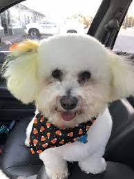 Is there a day spa in beavercreek oh? Groomingdales Pet Salon Day Spa 26 Photos 23 Reviews Pet Groomers 3821 Dayton Xenia Rd Beavercreek Oh United States Phone Number