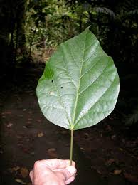 Image result for Hernandiaceae