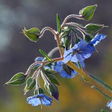 Image result for Trichodesma zeylanicum