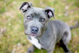 Check spelling or type a new query. Cane Corso Dog Breed Information Characteristics Daily Paws