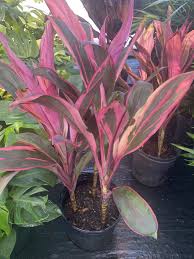 Image result for Cordyline