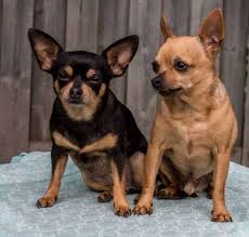 Check spelling or type a new query. How Val S Chihuahua Picked Out Her Brother I Love My Chi