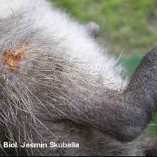 Image result for Trombicula autumnalis