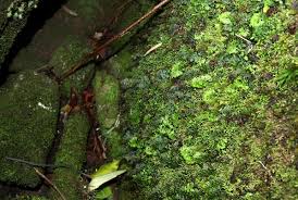 Image result for Hymenophyllum tunbridgense