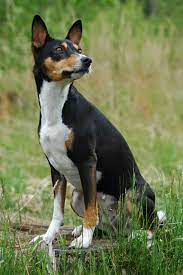 The basenji is a sight hound, hunting by sight only. Tricolor Is A Popular Pattern Among Dog Lover Black With White And Tan Points X2f Marks X2f Patches Here Are 25 Tricolor Dog Basenji Dogs Dog Breeds Dogs