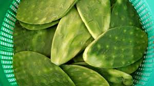 ¿te animarías a probar un cactus? Los Beneficios De Comer Nopales Muy Interesante
