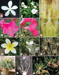 Image result for Apocynaceae subfamily Periplocoideae