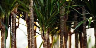 Commonly called a dragon tree, and sometimes a madagascar dragon tree, the dracaena marginata is a great houseplant, and very easy to grow. How To Care For Dragon Tree Salisbury Greenhouse