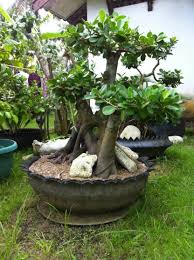 Keunikan Dan Kecantikan Bonsai Beringin Bibit Online