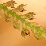 Image result for Bulbophyllum encephalodes