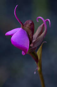 Image result for Disperis