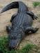 Image of How old can an alligator live?