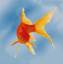 42 care prevede schimbarea unui scenariu de funcționare pentru o unitate de învățământ din județul constanța, respectiv suspendarea cursurilor care presupun prezența fizică. Gradinita Pestisorul De Aur 241 Bucharest Romania Preschool Facebook