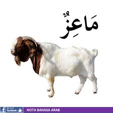 Learn vocabulary, terms and more with flashcards, games and other study tools. Haiwan Dalam Bahasa Arab Share Viral Nota Bahasa Arab Facebook