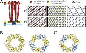 Скачать chew wga v 0.9 — патч / активатор windows 7. Alternative Architecture Of The E Coli Chemosensory Array Biorxiv