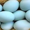 Telur ayam ras untuk bayi. 1