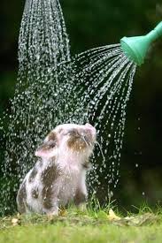Cute Piggy Taking A Cool Refreshing Shower Porcos Fofos Porcos E Animais Fofos