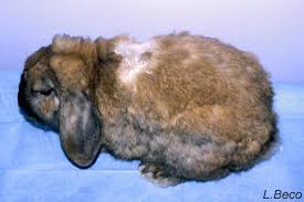 Image result for what do Cheyletiella look like in dog fur