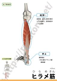 第二の心臓とも呼ばれるふくらはぎにある、ヒラメ筋。 頻繁に使われるため筋肉痛や疲労に悩まされる部位でもあります。 ヒラメ筋と筋肉痛、ここではその対処法などをまとめました。 ヒラメ筋は「第二の心臓」 ヒラメ筋と腓腹筋から構成されるふくらはぎは「第二の心臓」とも呼ばれてい. ãƒ'ãƒ©ãƒ¡ç­‹ Soleus Rehatora Net