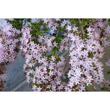 Image result for Tetragonia calycina