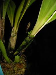 Image result for Microcoelia bulbocalcarata