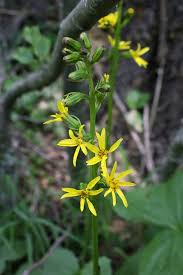 Image result for Ligularia sibirica
