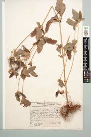 Image result for Synedrella nodiflora