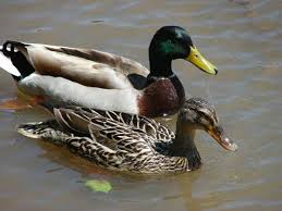 They have unique bill features and black and white feather patterns. Drake Or Duck Save The Heritage Poultry