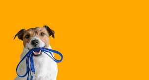 Members conducted 18.5 million visits in 2010, up from 17.4 in 2007. Dog Walking Make 60 An Hour While Getting Fit
