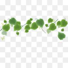 Free for commercial use no attribution required high quality images. Watercolor Leaves Png Watercolor Leaves Border Vector Watercolor Leaves Watercolor Leaves Frame Cleanpng Kisspng