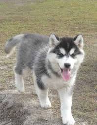 Black And White Pomsky Full Grown Pomsky Full Grown Pomeranian Cross Husky Pomeranian Husky Husky Puppy Pomsky Puppies