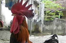 Baru 30 Gambar Lucu Badan Kepala Ayam 19 Jenis Ayam Hias Terlengkap Beserta Foto Gambar Okdogi Com Download 6 Gambar Lucu Gabunga Gambar Lucu Gambar Lucu