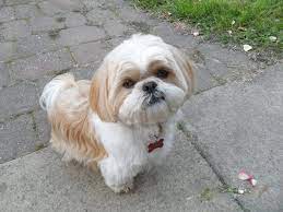A shih tzu is worth a whole kingdom; How Much Does A Shih Tzu Puppy Cost Shih Tzu Daily Shih Tzu Puppy Shih Tzu Cute Baby Dogs