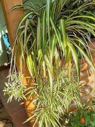 Image result for Chlorophytum filipendulum