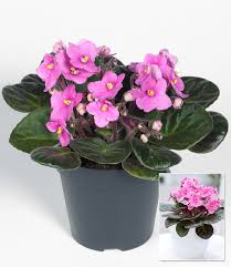 Weitere ideen zu usambaraveilchen, afrikanisches veilchen, veilchen. Saintpaulia Usambaraveilchen Rosa 1a Zimmerpflanzen Online Kaufen Baldur Garten