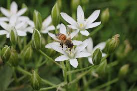 We did not find results for: A Honey Bee On Ornithogalum Umbellatum Bach Flowers Star Of Bethlehem Plant Care
