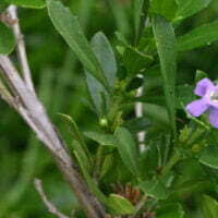 Image result for Freylinia tropica