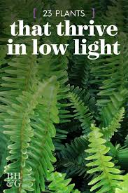 That means that you should avoid leaving the plant in cold drafts. Boston Ferns Thrive In Partially Shady Indoor And Outdoor Locations Away From Cold Drafts Or Heat Ducts Gardening Plants Indoor Plants Low Light Boston Ferns