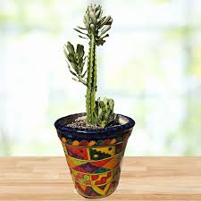 Image result for Euphorbia corniculata