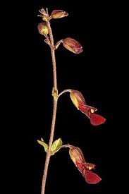 Image result for Tinnea rhodesiana