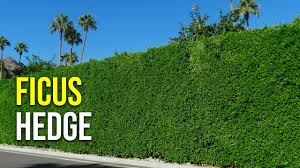 It is native to asia where it can reach heights of up to 60 feet. Ficus Indian Laurel Ficus Nitida Youtube