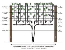 Different Types Of Grapevine Trellis Vertical Shoot Positioning Shown 9 Grape Vine Trellis Backyard Vineyard Vine Trellis