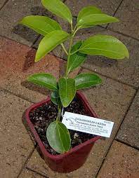 How To Grow Cinnamon At Home Plants Growing Food Edible Landscaping