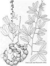 Image result for Pithecellobium dulce