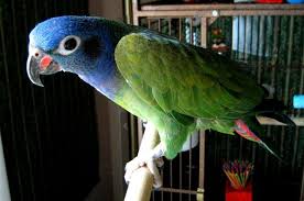 8 Top Gentle Pet Bird Species Best Pet Birds Pet Birds Types Of Pet Birds