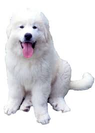 En ce qui concerne les sorties, les longues balades quotidiennes sont indispensables pour. Le Montagne Des Pyrenees Caracteristiques Du Chien Blog Wouf Wouf