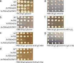 Growth phenotypes of K. marxianus YZB116 (ku70Δzwf1Δ), parental...