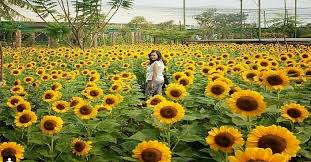 Kumpulan gambar sketsa bunga indah dan mudah cara menggambar dari bunga sakura, mawar, melati, tulip, anggrek, matahari, teratai sketsa sederhana dan lain. Lagi Hits Di Bandung Kebun Bunga Matahari Jadi Pilihan Wisata Lebaran