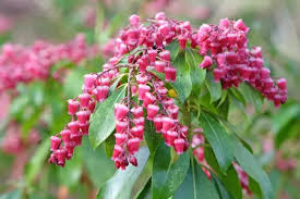 Image result for Pieris japonský obrázek